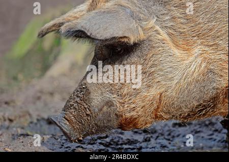 Wollschwein, Hausschwein, Mangalitza, Mangalitza-Schwein, Mangalica-Schwein, Schwein, Schwein Stockfoto