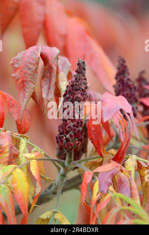 Staghorn Sumac (Rhus hirta) Essigbaum Stockfoto