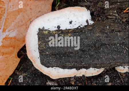 Jelly Rot (Phlebia tremellosa) Niederlande Stockfoto