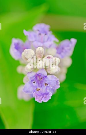 Mediterraner Keuschestaum (Vitex agnus-castus) (Agnus-castus vulgaris) (Vitex verticillata), Vitex, Chasteberry, Mönchspfeffer Stockfoto