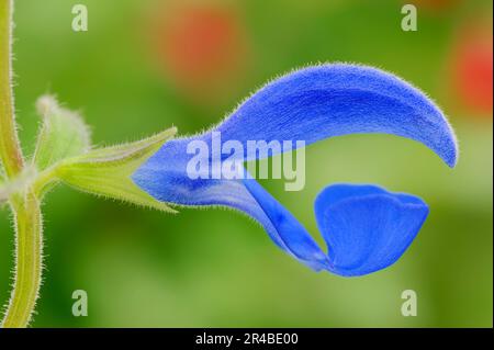 Enzian Sage (Salvia patens) 'Ocean Blue', Blaublütengesicht, Blauer Salbei verbreiten Stockfoto