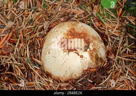 Gewöhnliches Stinkhorn (Phallus impudicus) im Ei-Stadium, Nordrhein-Westfalen, Deutschland Stockfoto