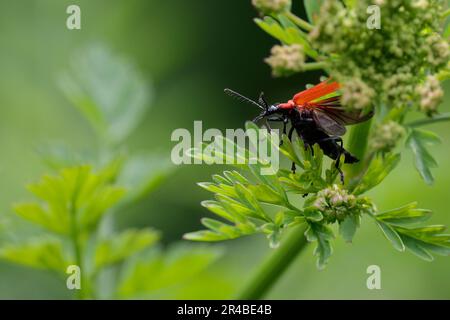 Kardinalkäfer Pyrochroa coccinea-roter Orangenkäfer mit charakteristischen gezahnten Antennen, die Flügelkäfer offen und in einer Flugphase auf Vegetation zeigen Stockfoto