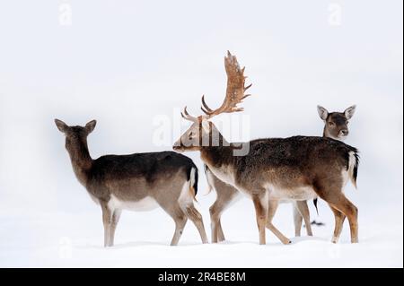 Damhirsche (Dama dama), männlich und weiblich im Winter Stockfoto