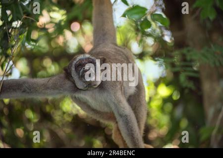 Nördliche Muriqui (Brachyteles hypoxanthus), nördliche Spinnenaffen, bedrohte Arten, Affen, Kapuziner, Primaten, Säugetiere, Tiere, Nord Stockfoto