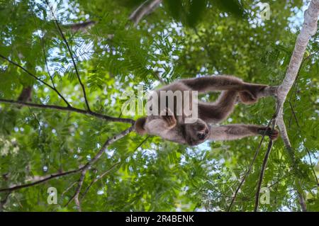 Nördliche Muriqui (Brachyteles hypoxanthus), nördliche Spinnenaffen, bedrohte Arten, Affen, Kapuziner, Primaten, Säugetiere, Tiere, Nord Stockfoto