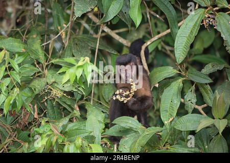 Kapuzinerkapuchin (Cebus apella), Kapuzenkapuchin, Kapuzenaffen, Affen, Kapuzenaffen, Primaten, Säugetiere, Tiere, getufteter Capuchin, auch bekannt als Brown Stockfoto