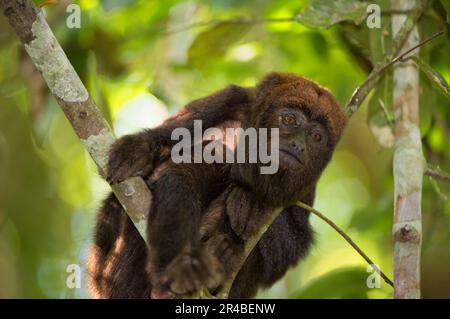 Brauner Brüllaffe, brauner Brüllaffe (Alouatta guariba clamitans), Affen, Kapuziner, Primaten, Säugetiere, Tiere, Southern Brown Stockfoto