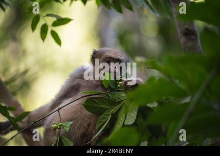 Nördliche Muriqui (Brachyteles hypoxanthus), nördliche Spinnenaffen, bedrohte Arten, Affen, Kapuziner, Primaten, Säugetiere, Tiere, Nord Stockfoto