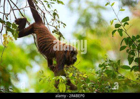 Brauner Brüllaffe, brauner Brüllaffe (Alouatta guariba clamitans), Affen, Kapuziner, Primaten, Säugetiere, Tiere, Southern Brown Stockfoto