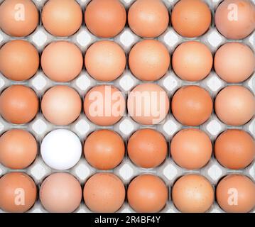 Hühnereier, braun und weiß, Hühnerei, Eierkarton Stockfoto
