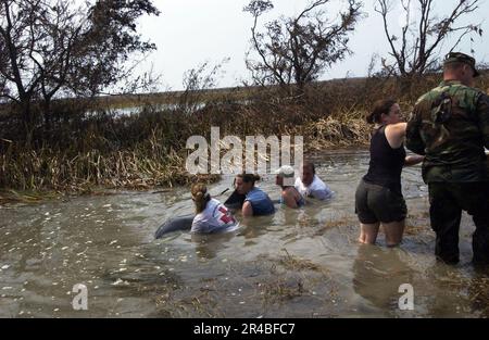 Freiwillige DER US Navy mit dem Texas Marine Mammal Stranding Network fangen einen 7 m hohen, 400 kg schweren Delfin, der nach dem Hurrikan Rita in einem Graben nahe der South Cameron High School gestrandet war. Stockfoto