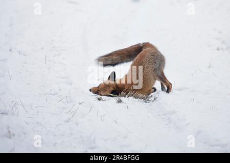 Red Fox (Vulpes vulpes) Stockfoto