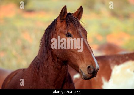 Mustang, Monument Valley, Utah, USA, Wild Horse Stockfoto