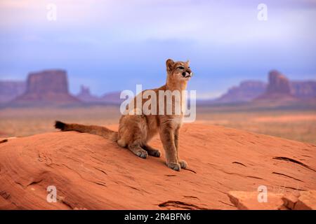 Cougar, Monument Valley, Utah (Felis concolor), Sillberloewe, Silver Lion, Mountain Lion, USA Stockfoto
