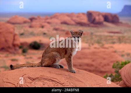 Cougar, Monument Valley, Utah (Felis concolor), Sillberloewe, Silver Lion, Mountain Lion, USA Stockfoto