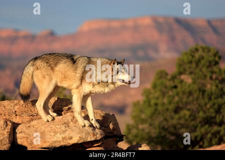 Timbergray Wolf (Canis lupus), Monument Valley, Utah, USA Stockfoto