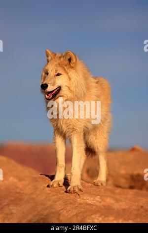 Timbergray Wolf (Canis lupus), Monument Valley, Utah, USA Stockfoto