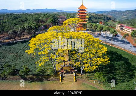 Gelbe phoenixs blühen brillant in der Fledermaus-Nha-Klosterpagode, Bao Loc City, Vietnam Stockfoto