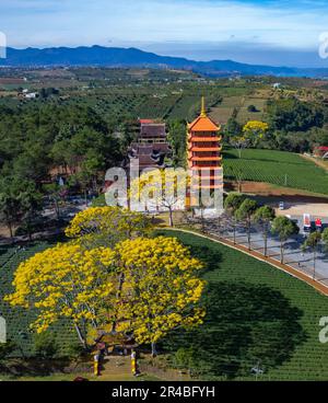 Gelbe phoenixs blühen brillant in der Fledermaus-Nha-Klosterpagode, Bao Loc City, Vietnam Stockfoto