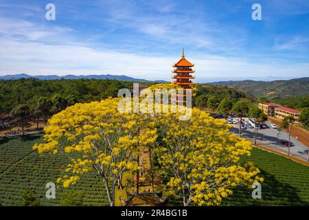 Gelbe phoenixs blühen brillant in der Fledermaus-Nha-Klosterpagode, Bao Loc City, Vietnam Stockfoto