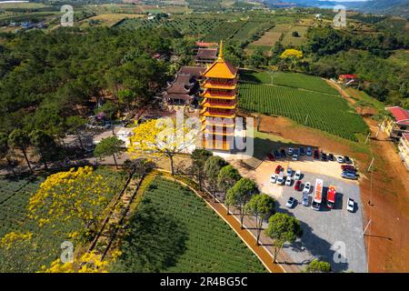 Gelbe phoenixs blühen brillant in der Fledermaus-Nha-Klosterpagode, Bao Loc City, Vietnam Stockfoto