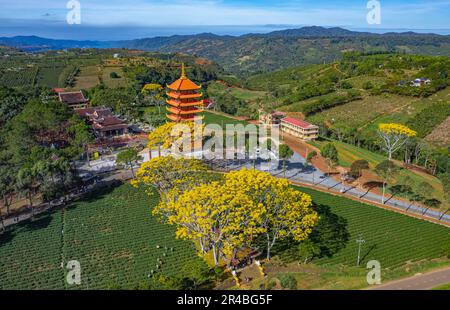 Gelbe phoenixs blühen brillant in der Fledermaus-Nha-Klosterpagode, Bao Loc City, Vietnam Stockfoto