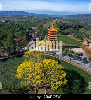 Gelbe phoenixs blühen brillant in der Fledermaus-Nha-Klosterpagode, Bao Loc City, Vietnam Stockfoto