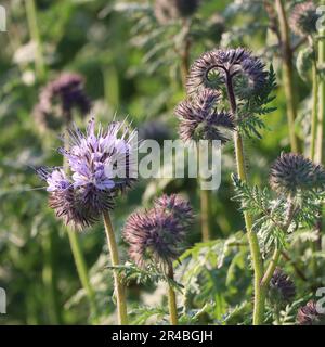Tansige Pazelia mit sich öffnenden Blumen Stockfoto