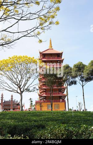 Gelbe phoenixs blühen brillant in der Fledermaus-Nha-Klosterpagode, Bao Loc City, Vietnam Stockfoto