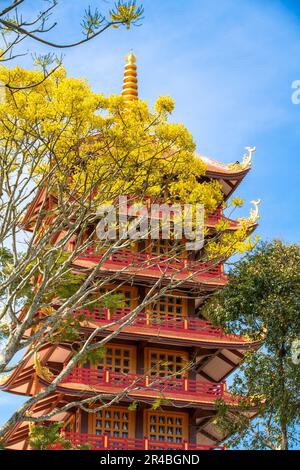 Gelbe phoenixs blühen brillant in der Fledermaus-Nha-Klosterpagode, Bao Loc City, Vietnam Stockfoto