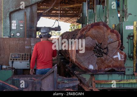 Arbeiter mit einer Bandsäge, um einen großen Baumstamm zu schneiden, der aus dem Regenwald des brasilianischen Amazonas gewonnen wurde. Stockfoto