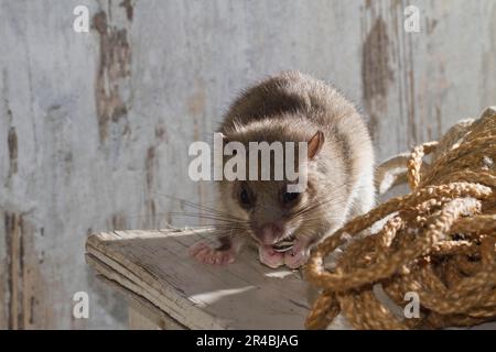 Fettdormaus (Glis glis) im alten Haus Stockfoto