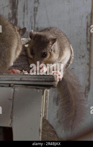 Fettdormaus (Glis glis) im alten Haus Stockfoto