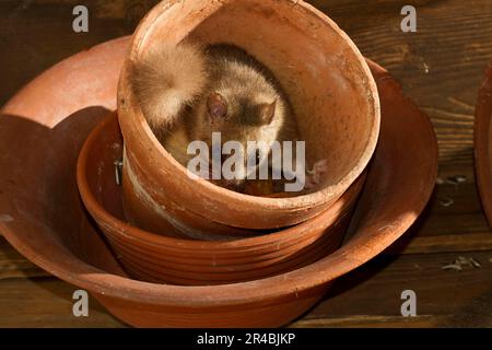 Essbare Dormaus (Glis glis) auf der Suche nach Samen zwischen Tontöpfen Stockfoto