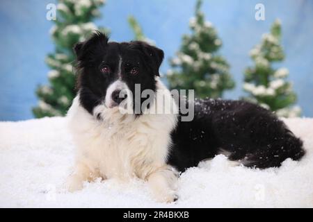 Border Collie, 15 Jahre alt Stockfoto