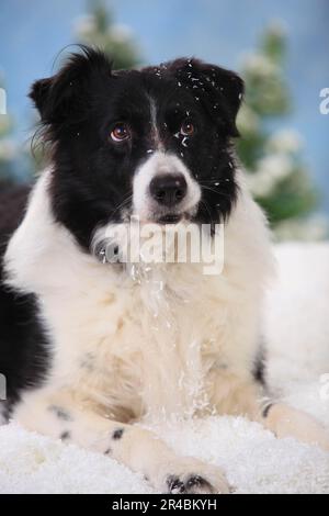 Border Collie, 15 Jahre alt Stockfoto