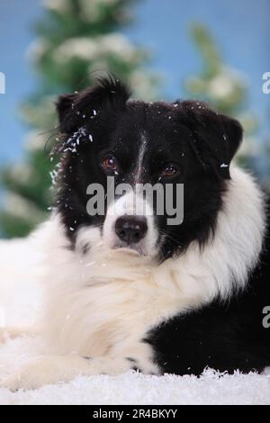 Border Collie, 15 Jahre alt Stockfoto