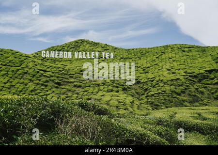 Dieses atemberaubende Bild zeigt die üppige Schönheit der Cameron Valley Tea Gardens im Staat Malaysia Stockfoto