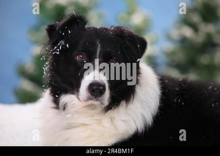 Border Collie, 15 Jahre alt Stockfoto