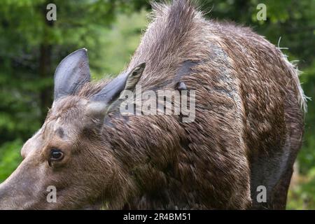 Elche (Alces alces), weiblich mit Zecke, Gaspesie-Nationalpark, Quebec, Kanada Stockfoto