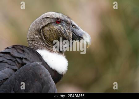 Andenkondor (Vultur gryphus), weiblich Stockfoto