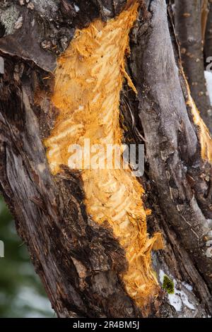 Baumrinde, gefressen von Elchen, Gaspesie-Nationalpark, Quebec, Wildwandern, Wildschaden, Kanada Stockfoto