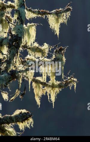 Bart Lichen, Gaspesie-Nationalpark, Quebec, Kanada (Usnea) Stockfoto