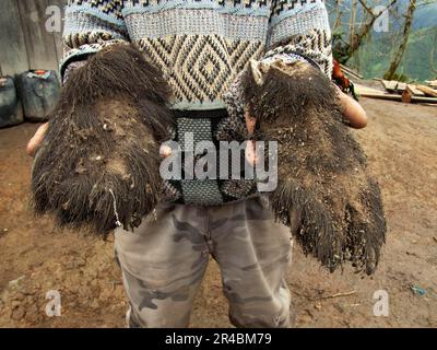Brillenbär (Tremarctos ornatus), Pfoten, von Wilderern getötet, Provinz Imbabura, Ecuador, Andenbär Stockfoto
