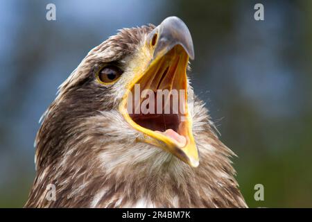 Schwarzkastenadler (Geranoaetus melanoleucus), Jungtiere, Provinz Imbabura, Ecuador/Aguja Stockfoto