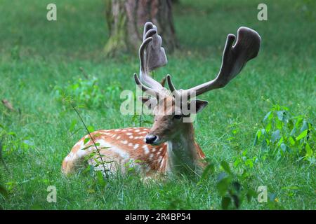 Schwarzwild, männlich, in Samt, Samtgeweih Stockfoto