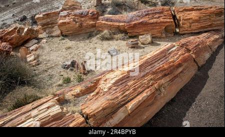 Die riesigen versteinerten Baumstämme im Crystal Forest des Petrified Forest National Park Stockfoto