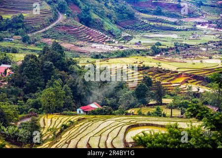 In der Regenzeit werden die terrassenförmig angelegten Felder begossen, und in der Provinz Lao Cai, Vietnam, transplantieren die Farmer Reis Stockfoto