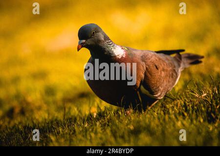 Eine einzige Taube steht in einem üppig grünen Grasgebiet. Stockfoto